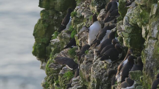 Common Murre, Common Guillemot, Uria aalge, birds colony on cliffs, Bempton Cliffs, North Yorkshire, England	