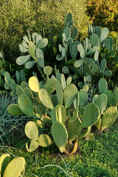 Green prickly pear cactus growing in nature