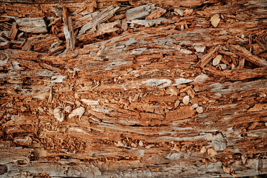 Rotting wood texture showing decay and abstract organic pattern