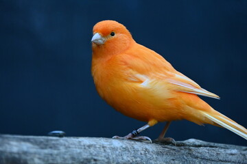 the canary