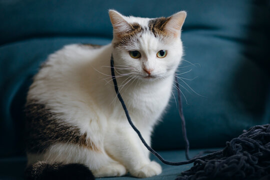 White and brown cat with playful string on sofa