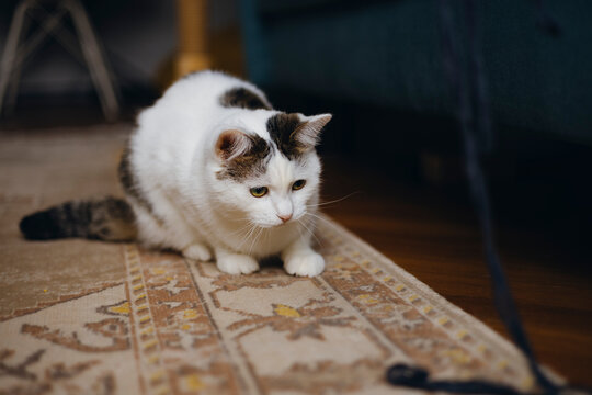 Curious cat watching from the floor indoors