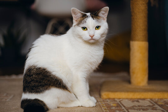 Calm domestic cat sitting by a scratching post