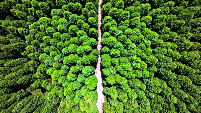 Aerial Forest Path Through Dense Green Woodland