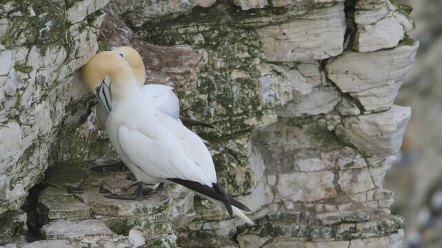 Northern Gannet, Morus bassanus, birds colony on cliffs, Bempton Cliffs, North Yorkshire, England	