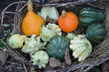 Herbstdekoration Zierk&uuml;rbisse