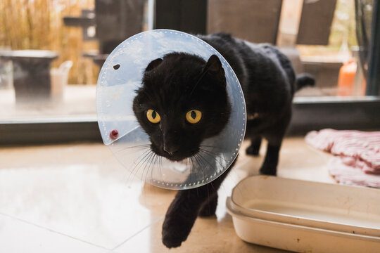 Black cat in recovery with a protective collar