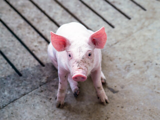 Portrait of a pink piglet seen from above on a farm. Image representing pig farming, agriculture, rural life, and animal welfare.