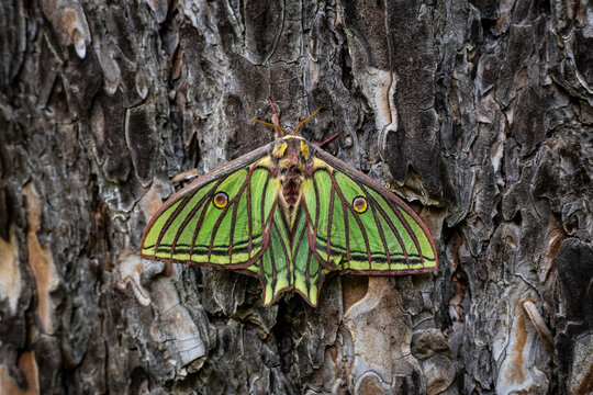 Spanish moon moth resting on a tree bark