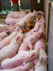 Group of piglets sleeping on a farm. Image associated with animal welfare, rest, pig breeding, and agricultural environment. © javier