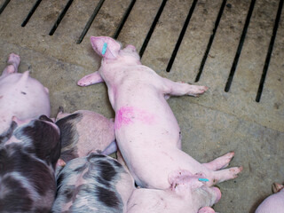 Group of piglets sleeping on a farm. Image associated with animal welfare, rest, pig breeding, and agricultural environment. © javier