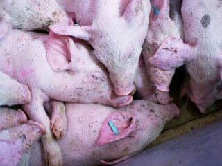 Group of piglets sleeping on a farm. Image associated with animal welfare, rest, pig breeding, and agricultural environment. © javier