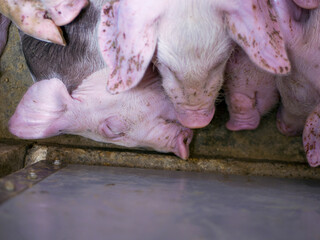 Group of piglets sleeping on a farm. Image associated with animal welfare, rest, pig breeding, and agricultural environment. © javier
