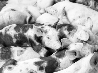 Group of piglets sleeping on a farm. Image associated with animal welfare, rest, pig breeding, and agricultural environment. © javier