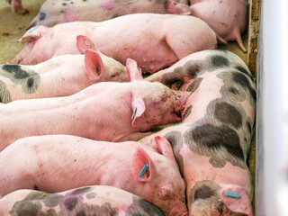 Group of piglets sleeping on a farm. Image associated with animal welfare, rest, pig breeding, and agricultural environment. © javier