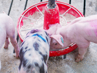 Piglets eating from red feeder inside a farm. Close up image showing pork production, livestock farming and animal feeding in rural environment. © javier