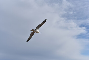 Obraz premium The seagull is flying over the sea