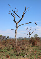 Dead trees stand in an open savanna landscape in Kruger National Park, South Africa. Dry vegetation and clear sky illustrate natural environmental conditions.