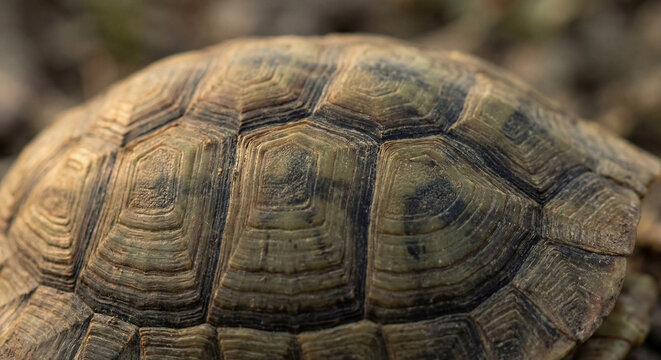 Macro tortoise shell pattern in natural light