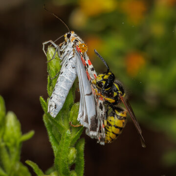 Vespula vulgaris attacks Utetheisa pulchela on a plant