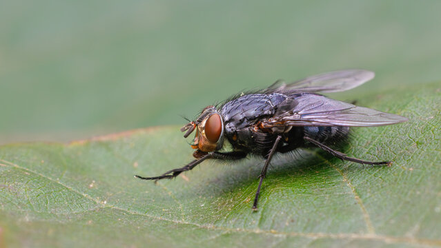 Calliphora Vicina on a leaf close-up