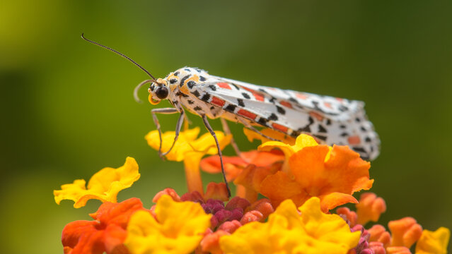 Utetheisa pulchella moth on vibrant flowers