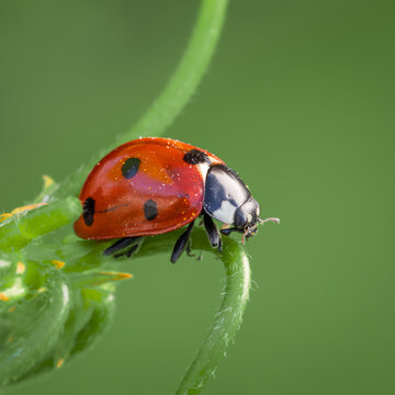 Coccinella septempunctata ladybug on a leaf