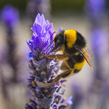 Bombus terrestris on lavender flower close-up