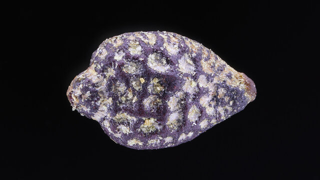 Extreme macro of Passiflora caerulea seed at 3X zoom