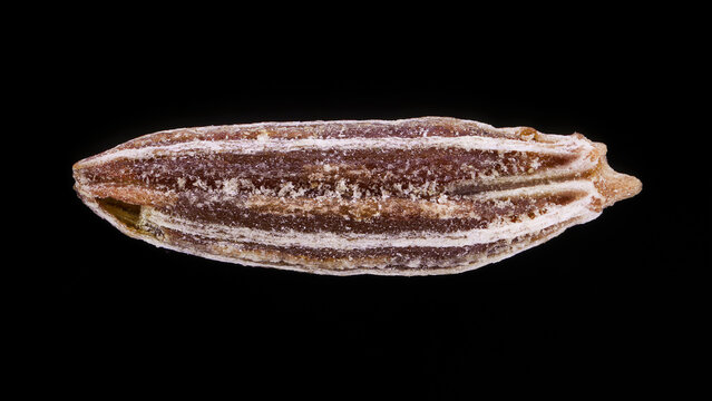 Extreme macro of Cuminum cyminum seed at 3X zoom