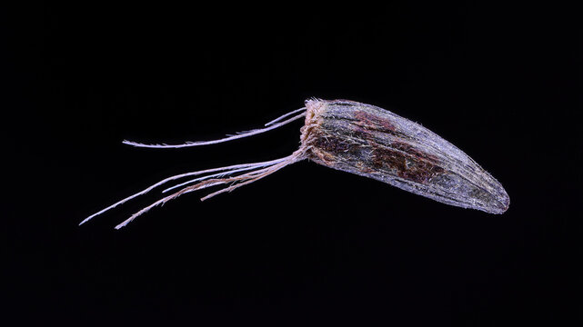 Extreme macro shot of Liatris spicata seed on black