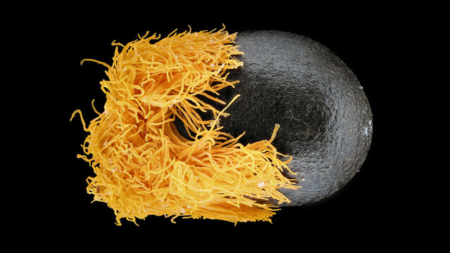 Extreme macro of Bird of Paradise seed, Strelitzia reginae