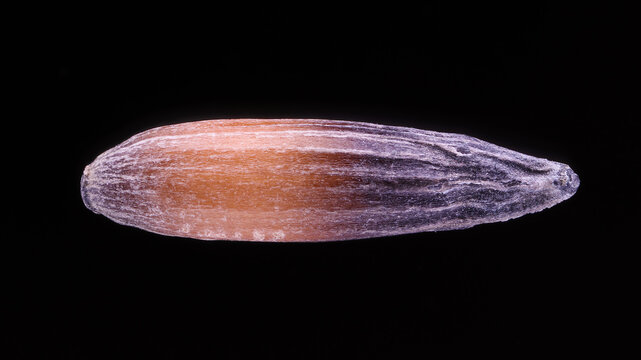 Extreme macro image of Limonium sinuatum seed