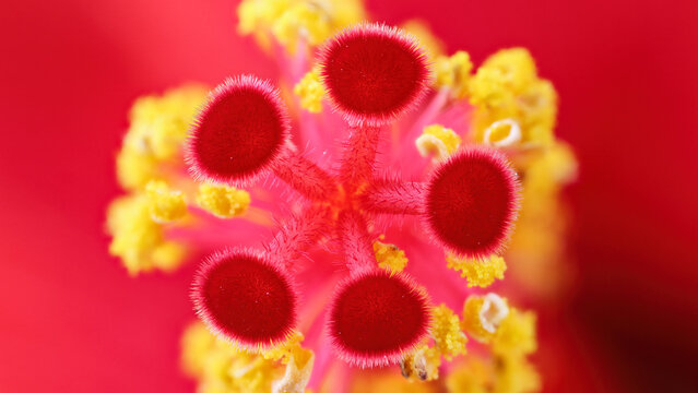 Macro of Hibiscus rosa-sinensis stigma flower detail