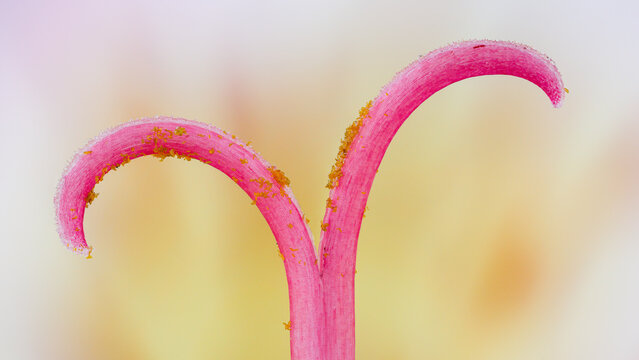 Extreme macro of Alstroemeria stigma at 2x zoom