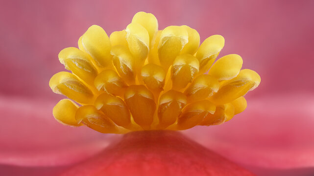 Extreme macro of Begonia Benariensis flower at 3x zoom