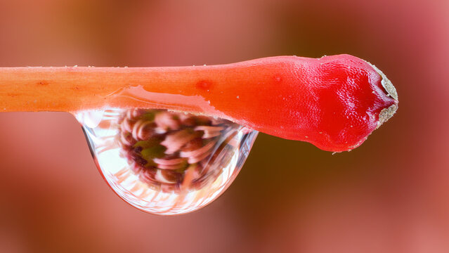 Extreme macro of Protea flower showcasing delicate textures