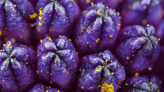 Extreme macro view of Bellis perennis Daisy disk florets