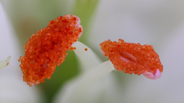 Extreme macro of Geranium (Pelargonium) stamens