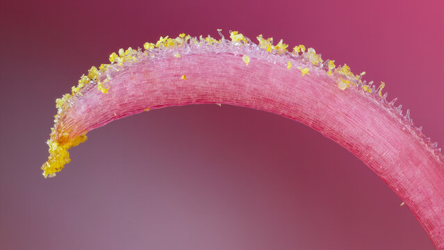 Extreme macro of Alstroemeria stigma at 5x zoom