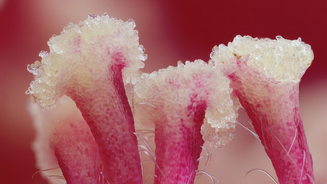 Extreme macro view of Rosa stigmas at 5x zoom