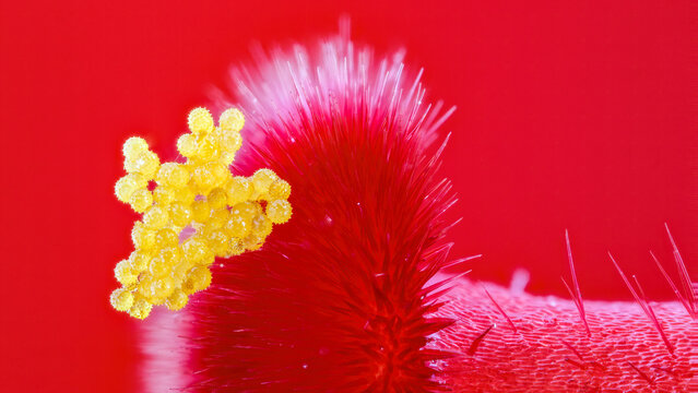 Extreme macro of Hibiscus rosa-sinensis pollen on stigma