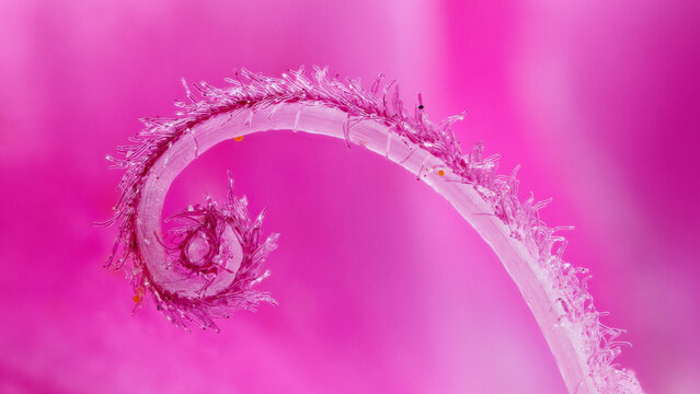 Extreme macro of Dianthus caryophyllus showing detail