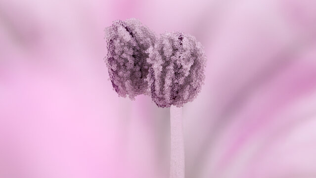 Extreme macro of Dianthus caryophyllus stamens at 5x zoom