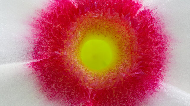 Extreme macro image of Vinca Rosea flower at 5x zoom