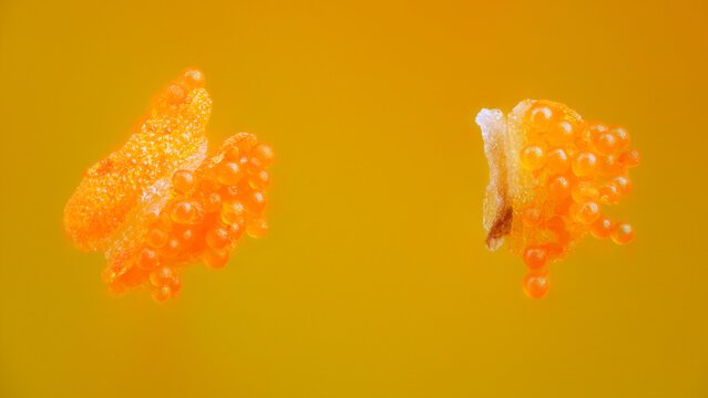 Extreme macro of purlsane anther (Portulaca oleracea)