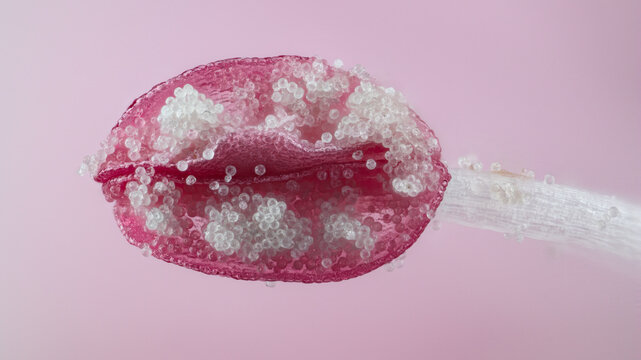 Extreme macro of Carnation Stamen (Dianthus caryophyllus)