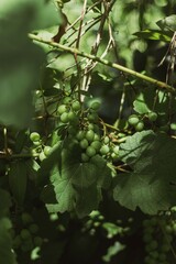 Beautiful Flowers and Plants in Nature Close-Up of Green Plants and Blooming Flowers  Floral Composition with Plants and Leaves