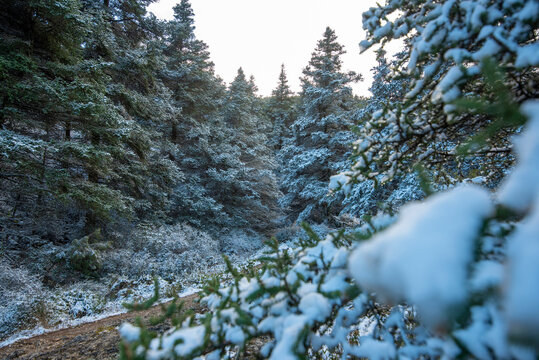 Snow-covered Spanish firs in Sierra de las Nieves