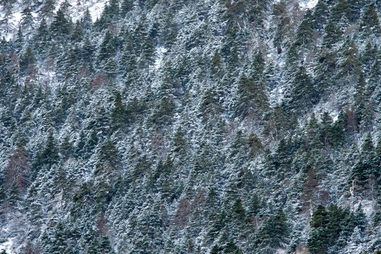 Snowy Spanish firs in Sierra de las Nieves National Park
